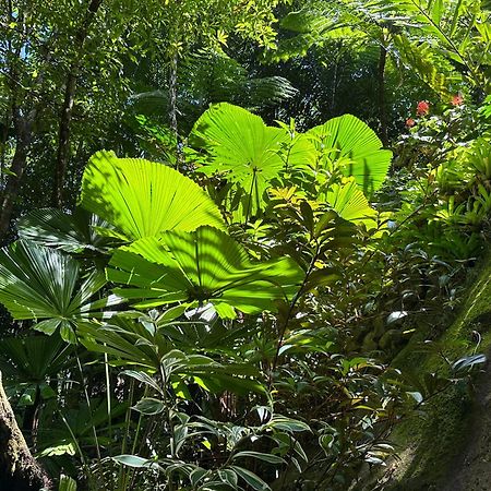 Daintree Secrets Rainforest Sanctuary Villa Diwan Exterior photo