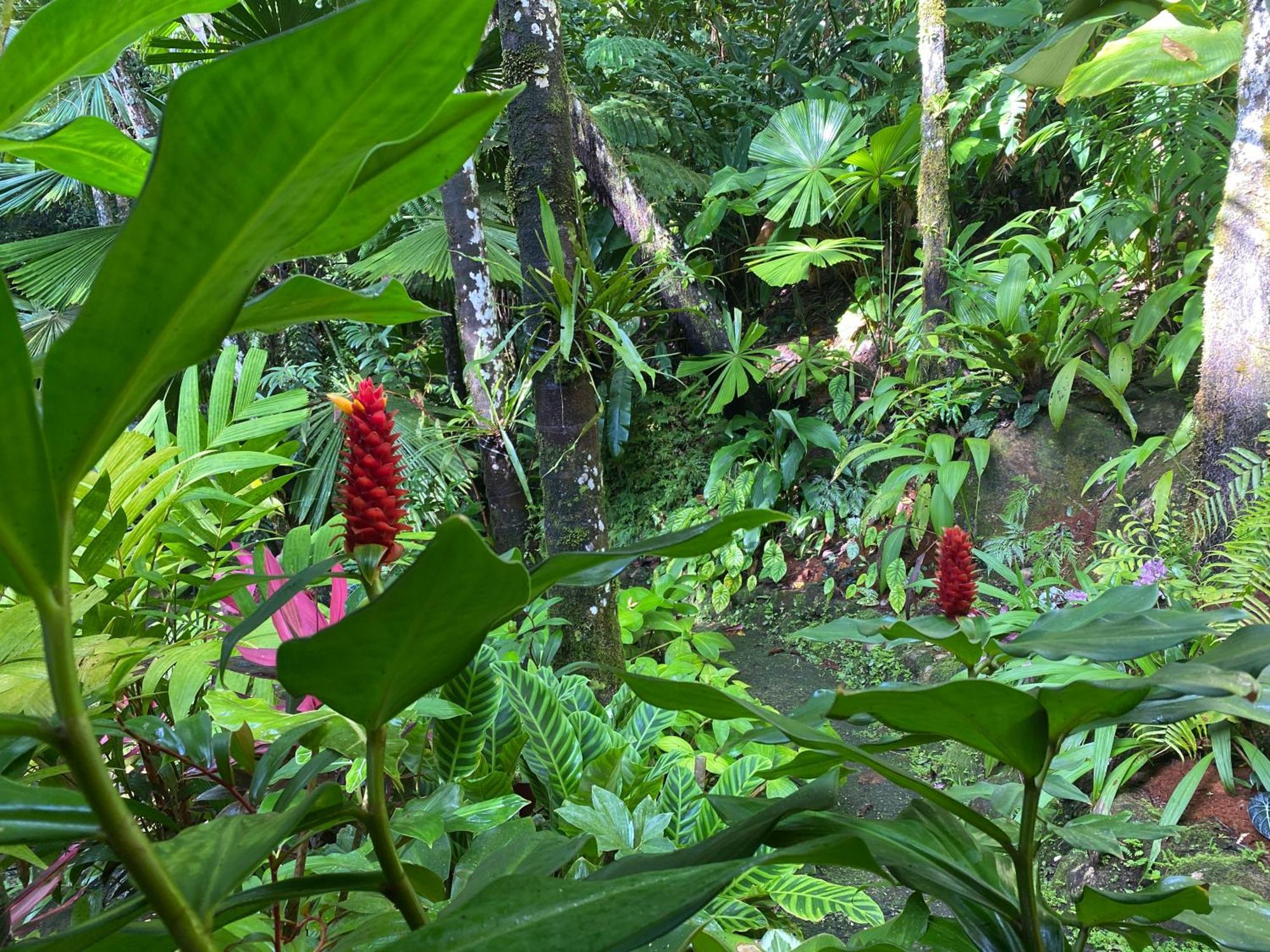 Daintree Secrets Rainforest Sanctuary Villa Diwan Exterior photo