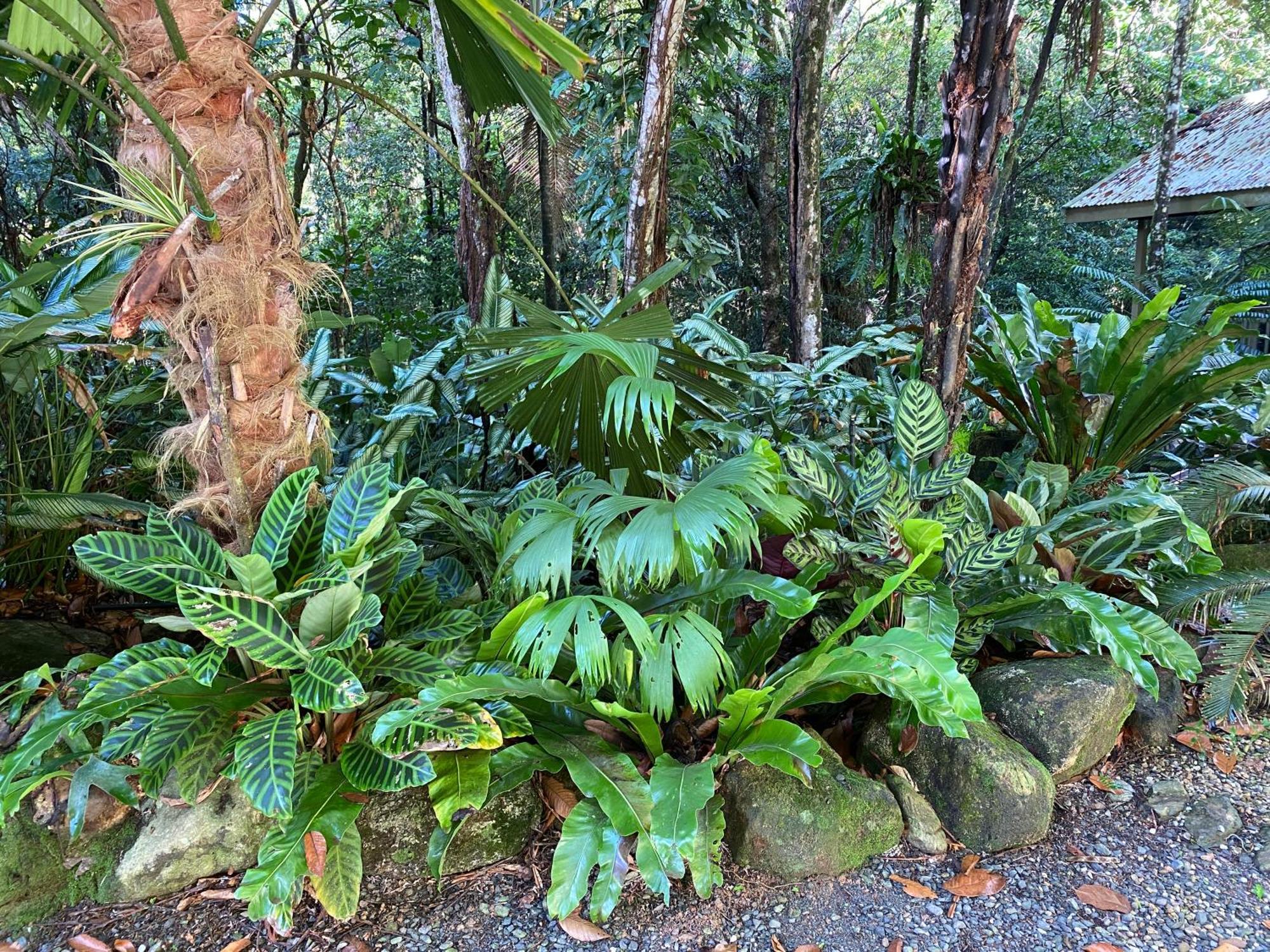 Daintree Secrets Rainforest Sanctuary Villa Diwan Exterior photo