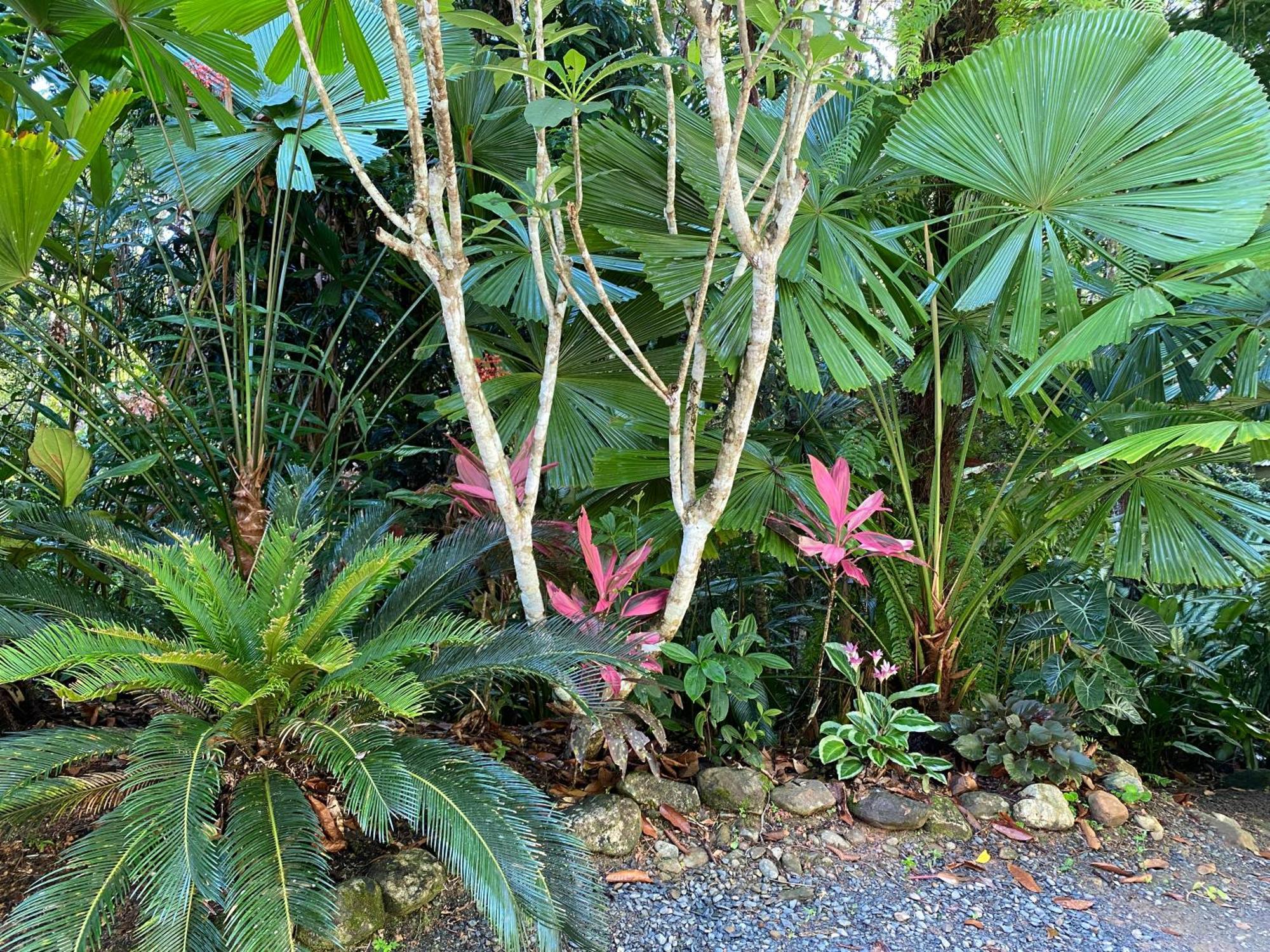 Daintree Secrets Rainforest Sanctuary Villa Diwan Exterior photo