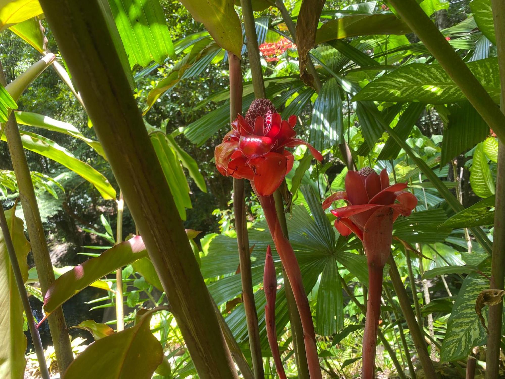 Daintree Secrets Rainforest Sanctuary Villa Diwan Exterior photo