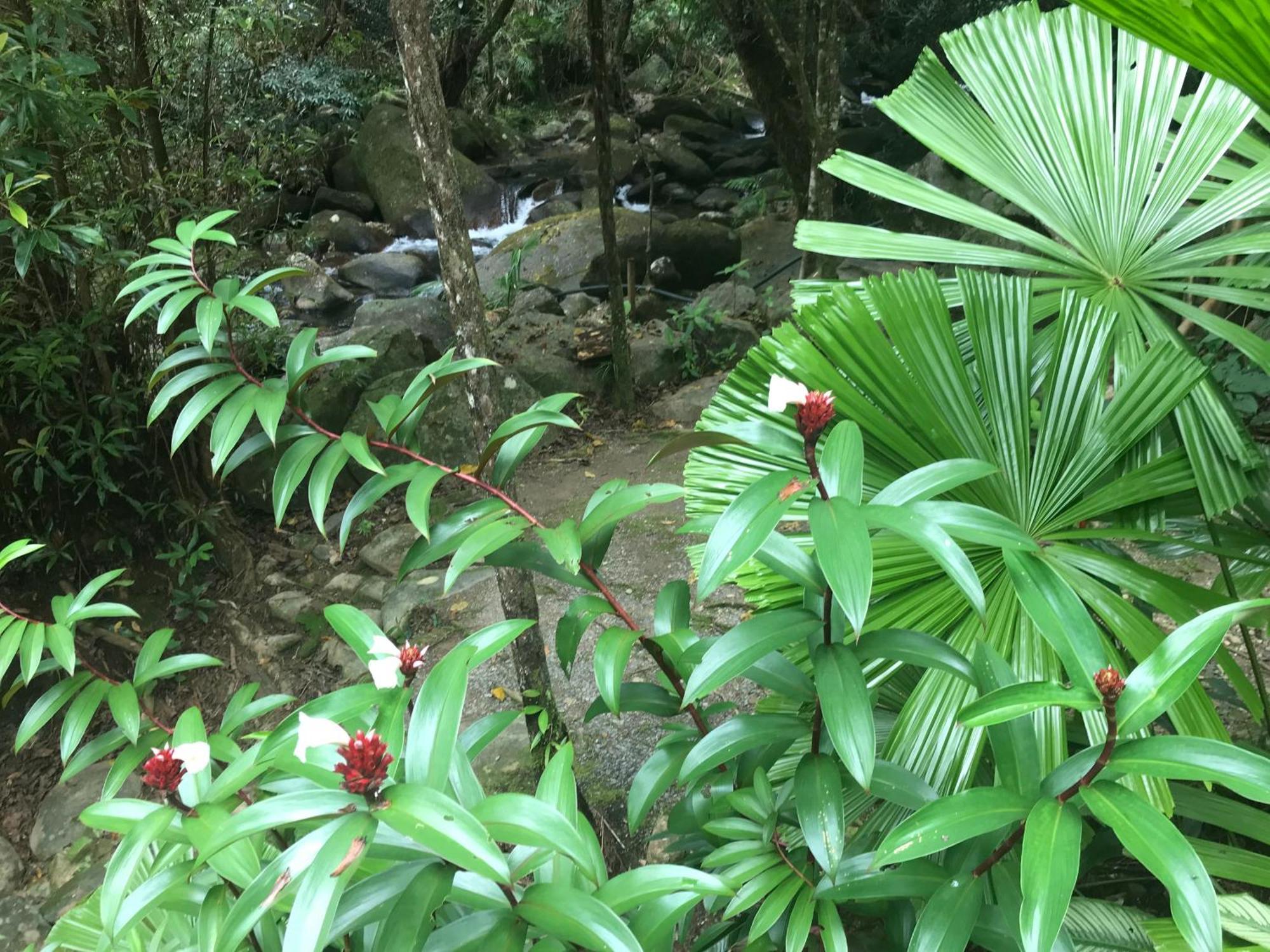 Daintree Secrets Rainforest Sanctuary Villa Diwan Exterior photo