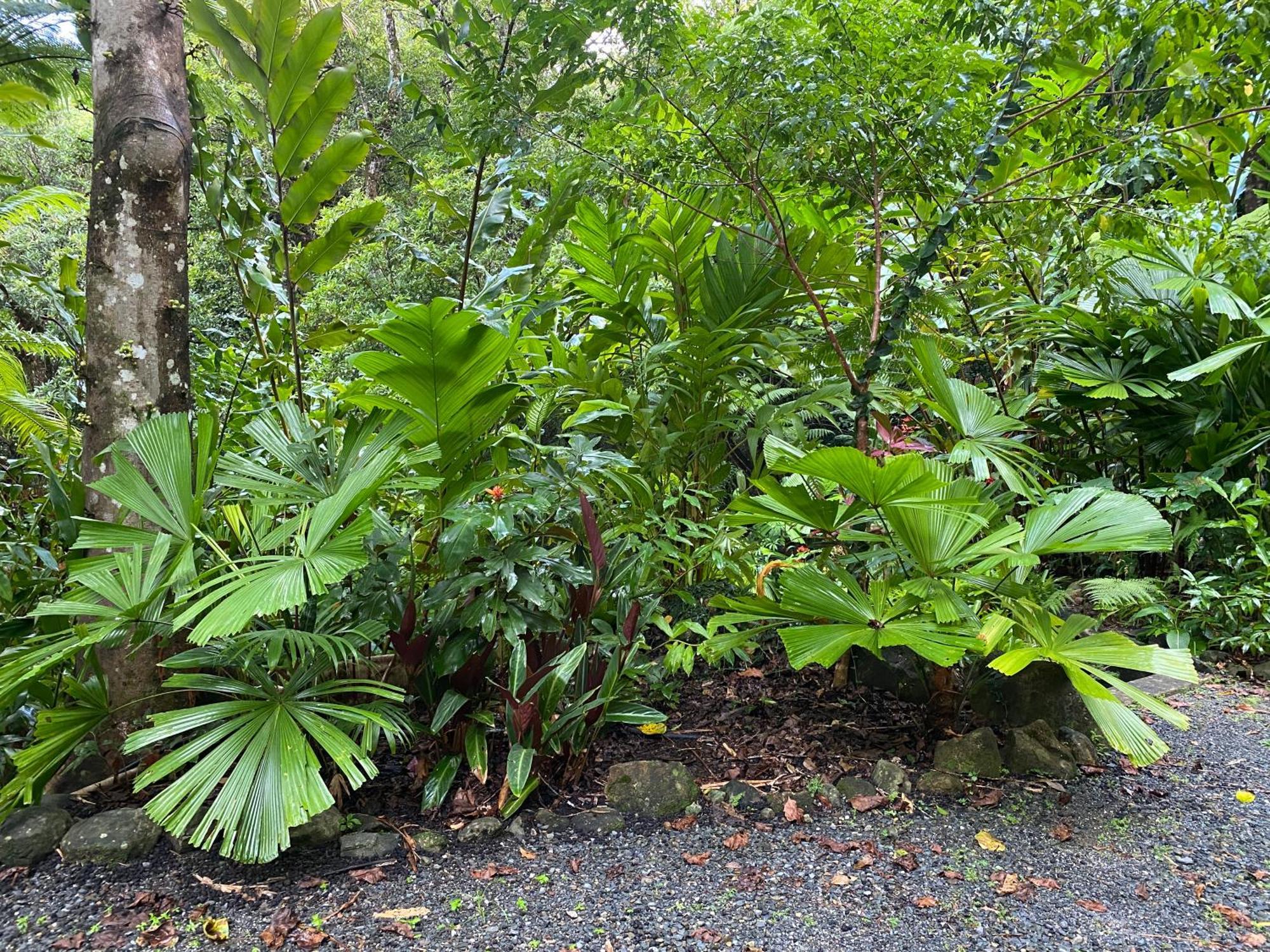 Daintree Secrets Rainforest Sanctuary Villa Diwan Exterior photo