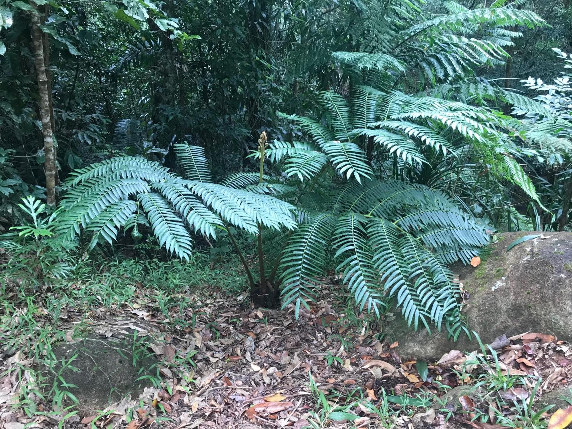 Daintree Secrets Rainforest Sanctuary Villa Diwan Exterior photo