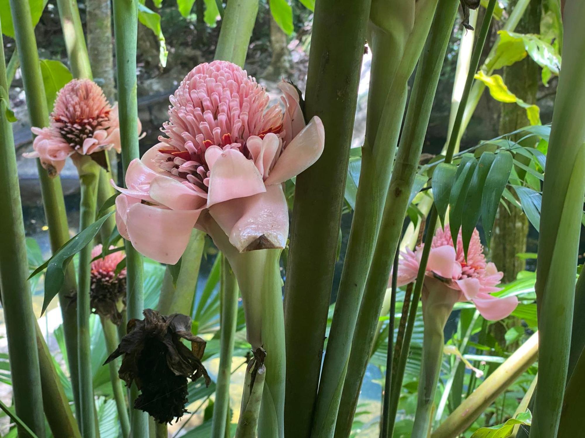 Daintree Secrets Rainforest Sanctuary Villa Diwan Exterior photo