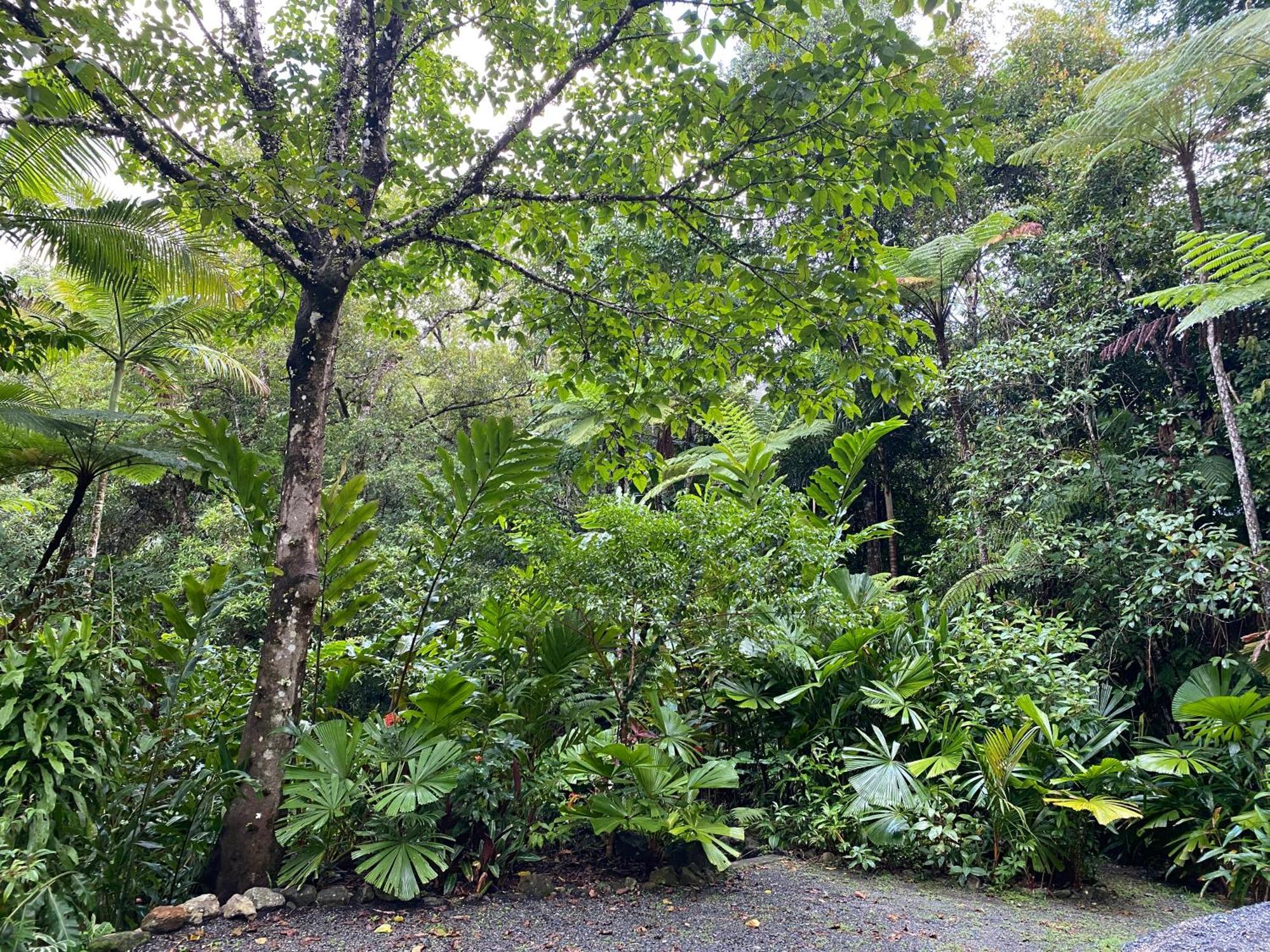 Daintree Secrets Rainforest Sanctuary Villa Diwan Exterior photo