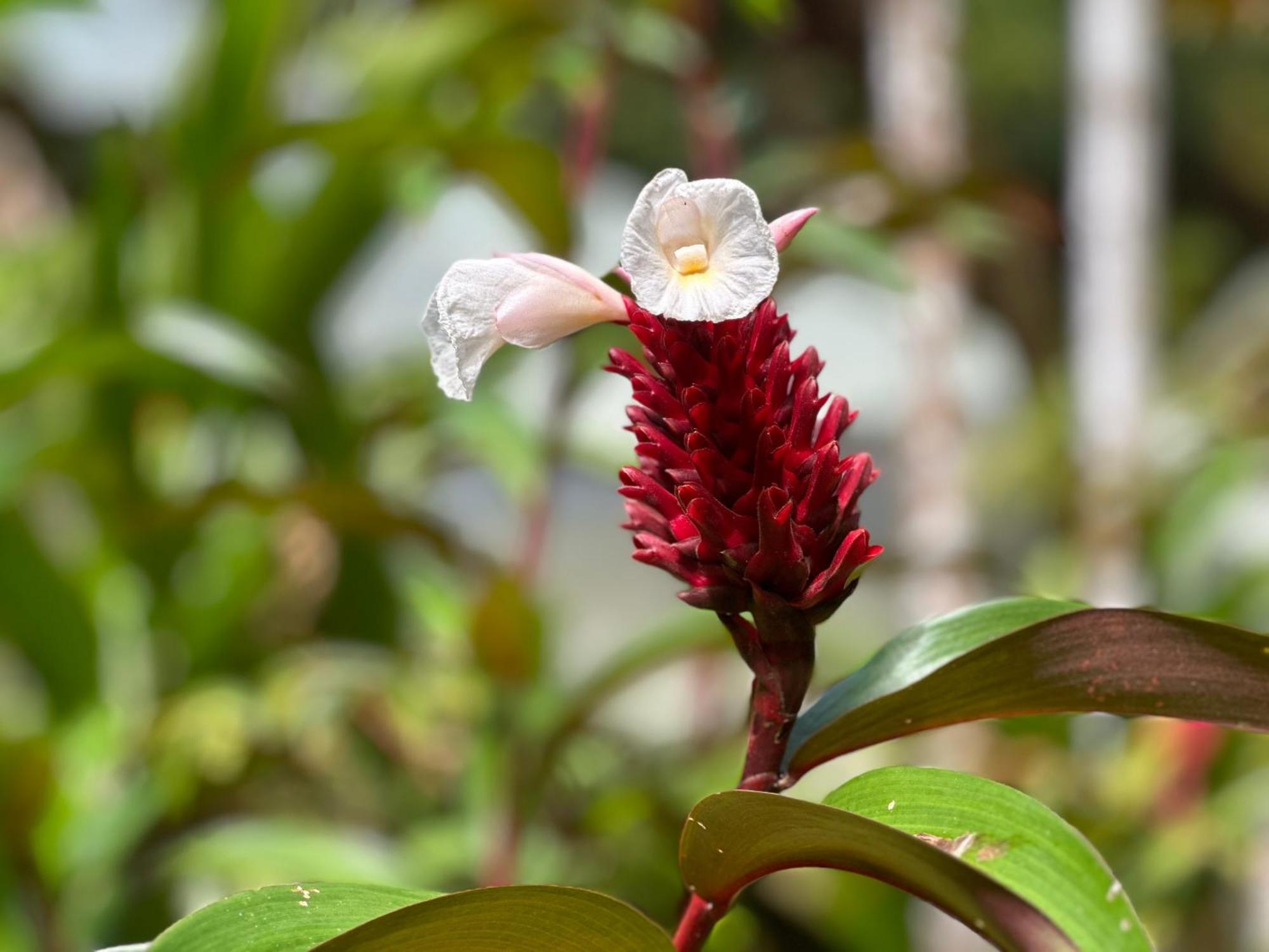 Daintree Secrets Rainforest Sanctuary Villa Diwan Exterior photo