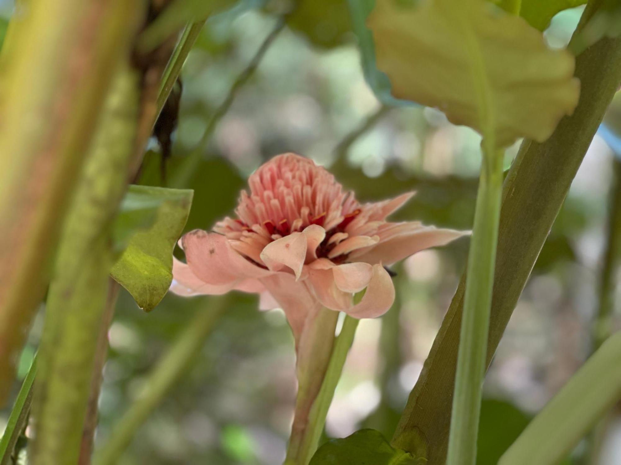 Daintree Secrets Rainforest Sanctuary Villa Diwan Exterior photo