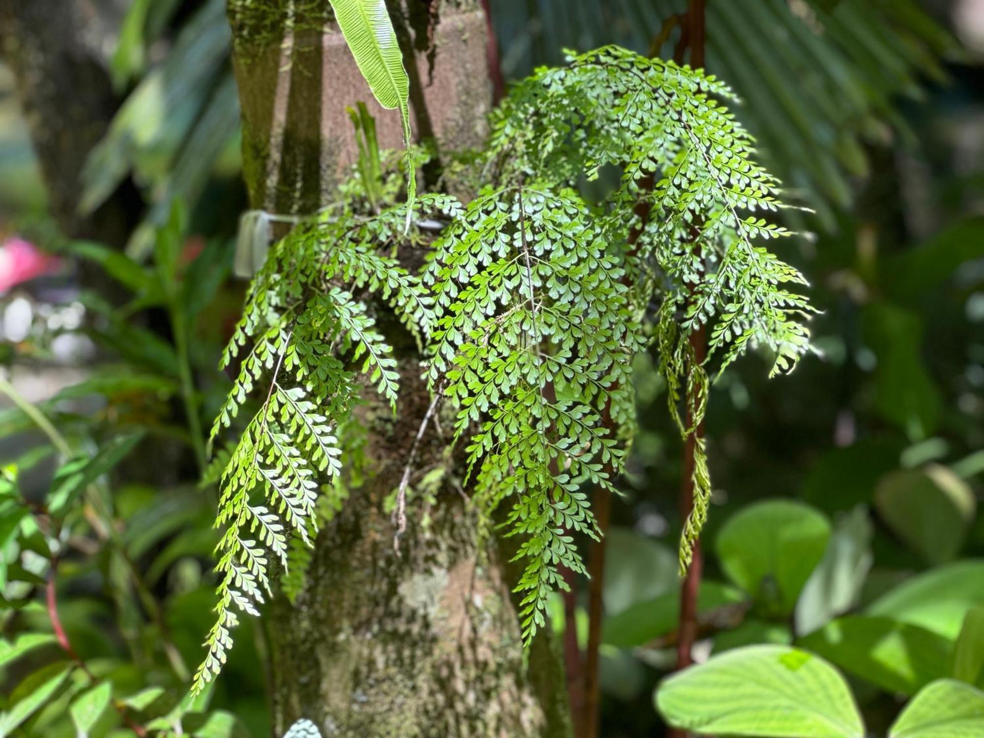 Daintree Secrets Rainforest Sanctuary Villa Diwan Exterior photo