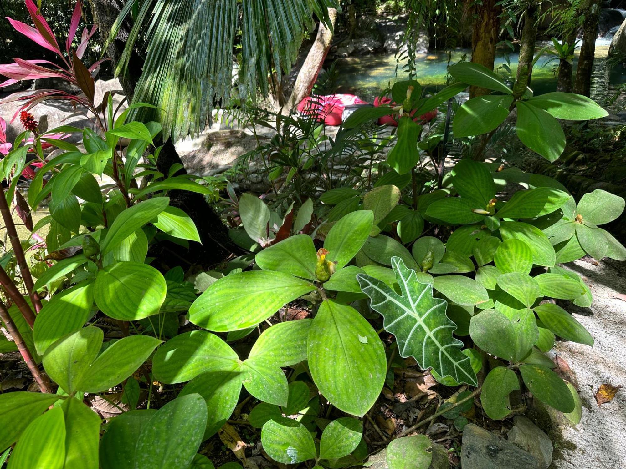 Daintree Secrets Rainforest Sanctuary Villa Diwan Exterior photo