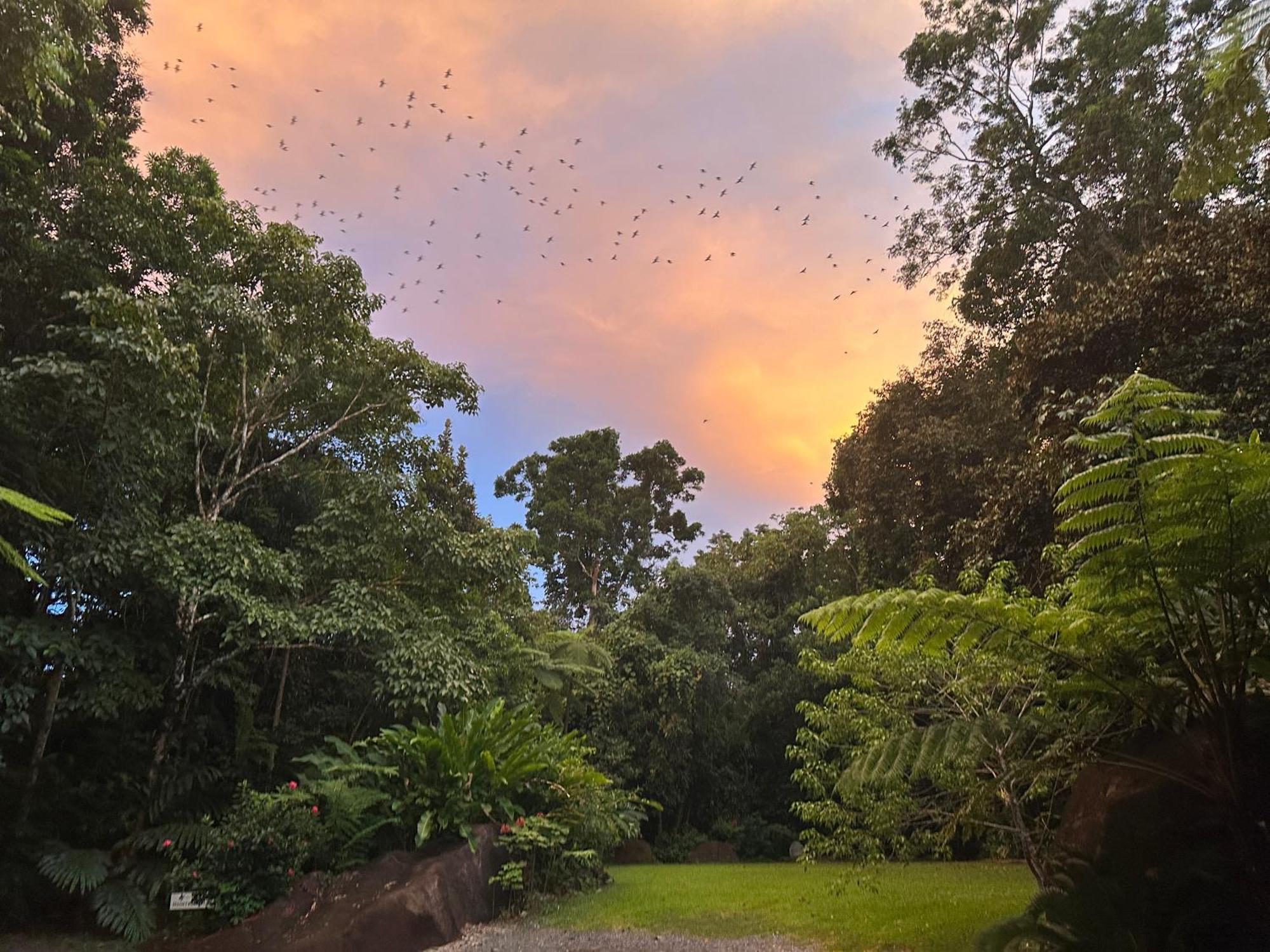 Daintree Secrets Rainforest Sanctuary Villa Diwan Exterior photo