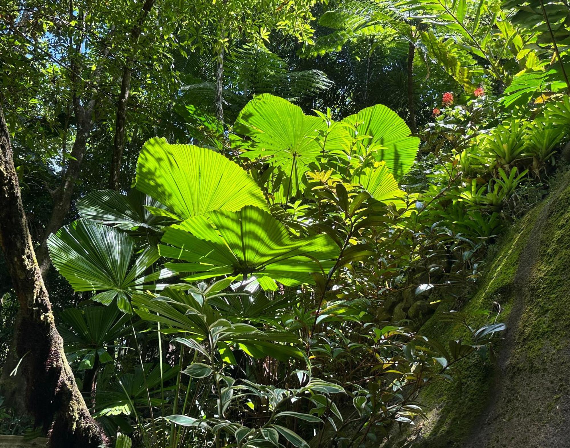 Daintree Secrets Rainforest Sanctuary Villa Diwan Exterior photo