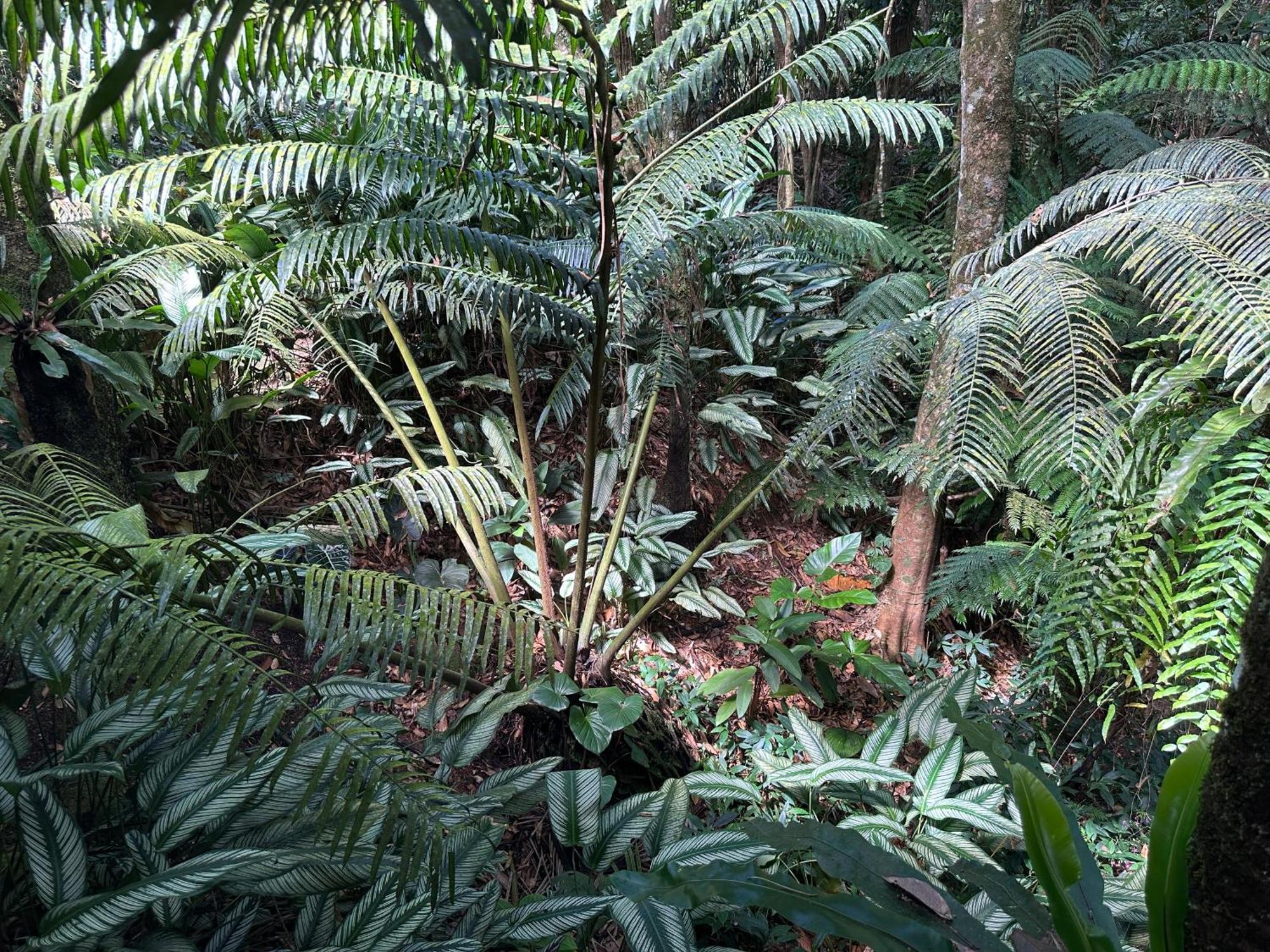 Daintree Secrets Rainforest Sanctuary Villa Diwan Exterior photo