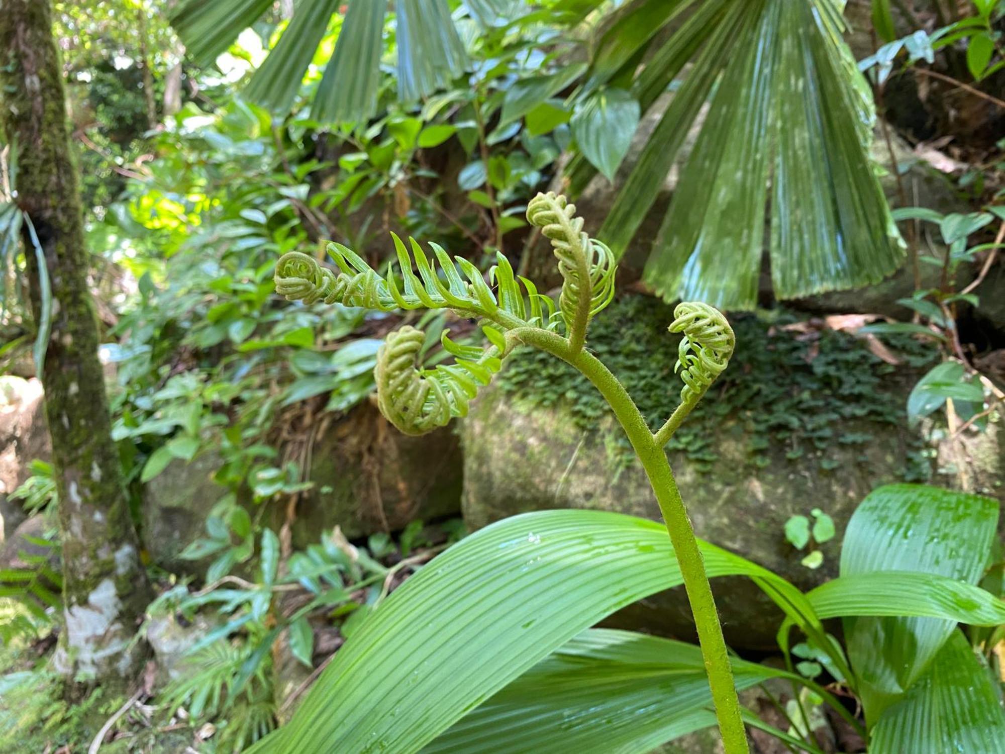 Daintree Secrets Rainforest Sanctuary Villa Diwan Exterior photo