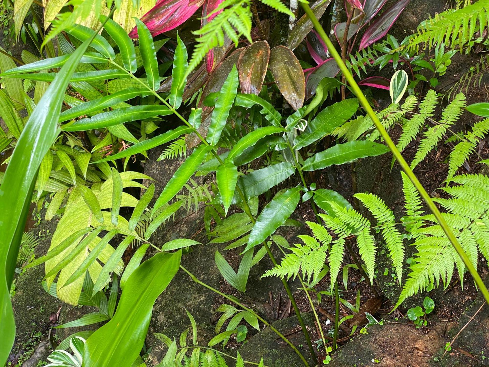 Daintree Secrets Rainforest Sanctuary Villa Diwan Exterior photo