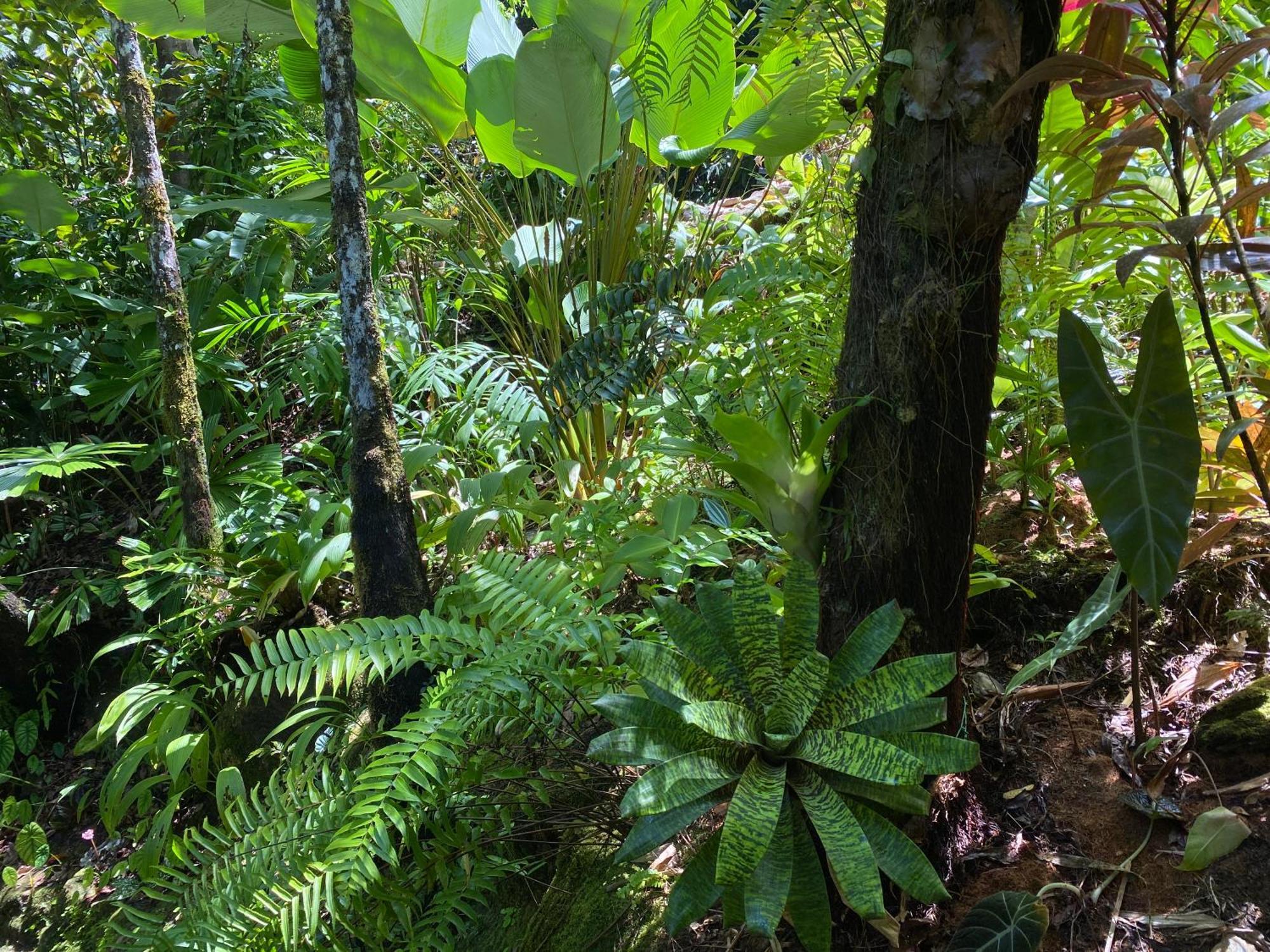 Daintree Secrets Rainforest Sanctuary Villa Diwan Exterior photo