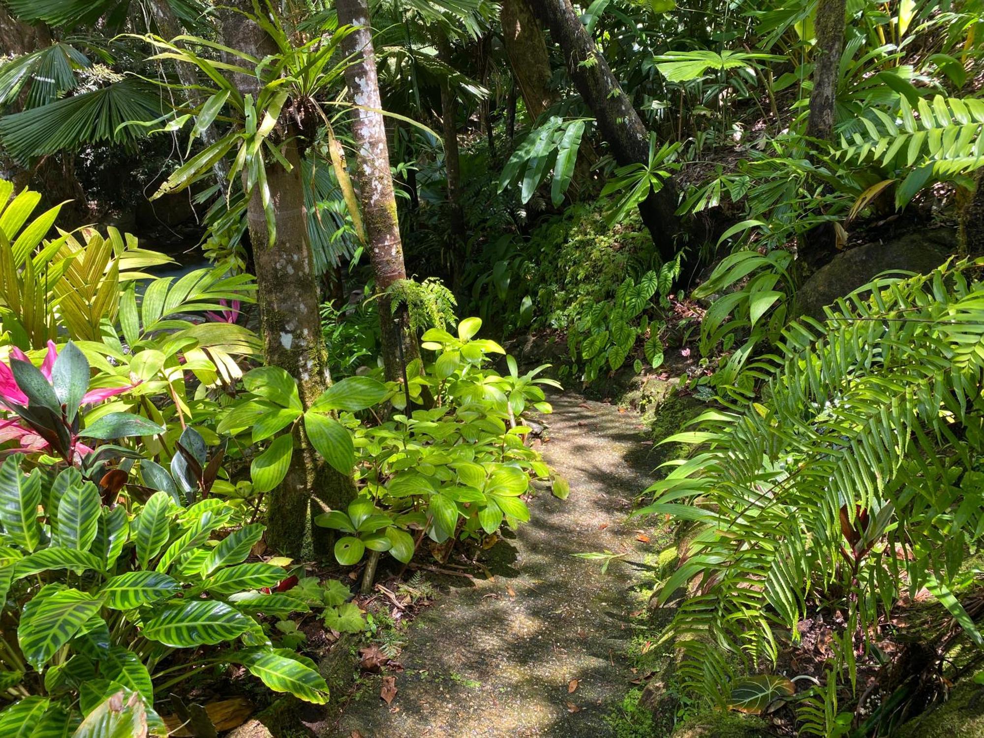 Daintree Secrets Rainforest Sanctuary Villa Diwan Exterior photo