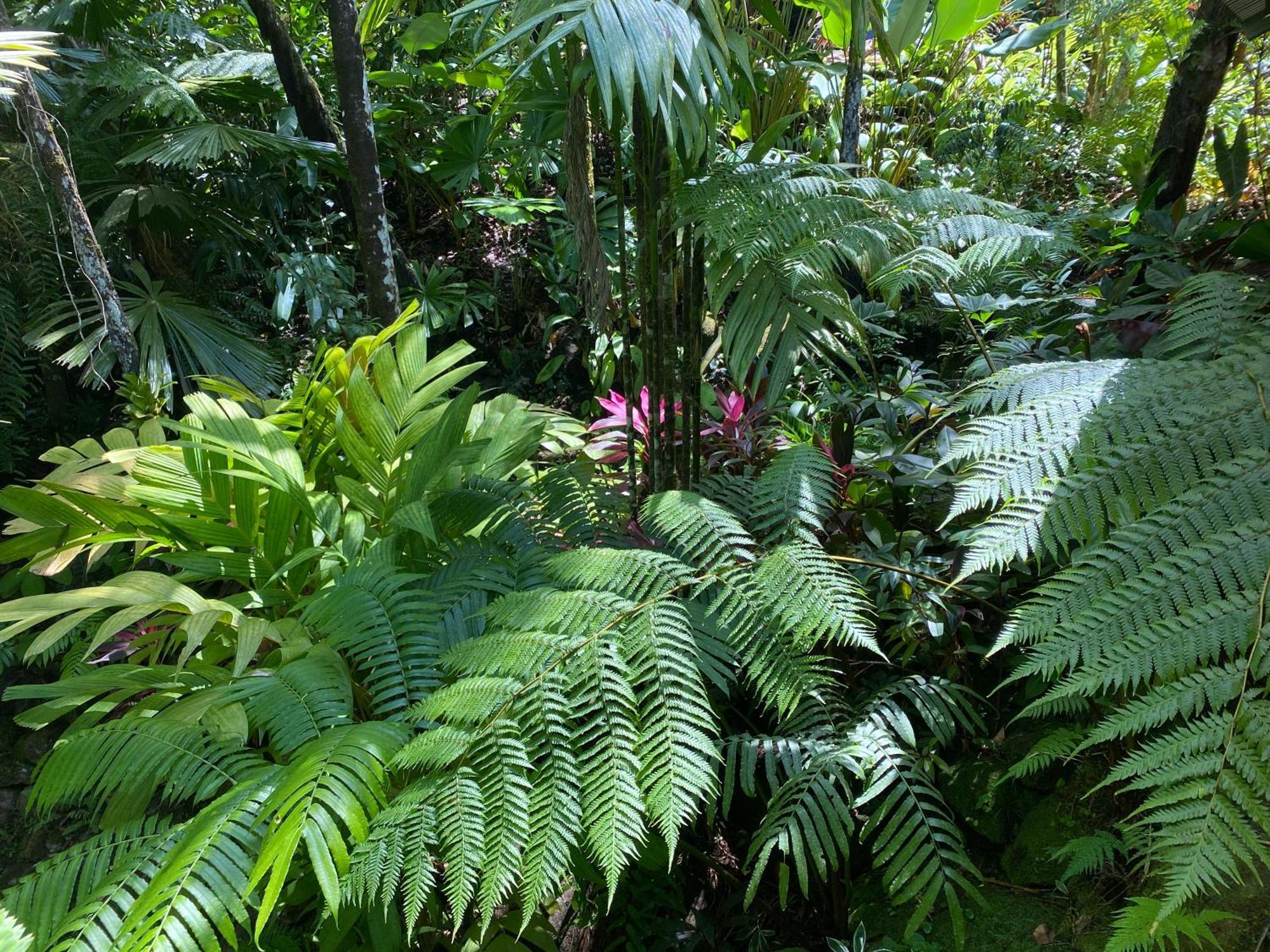 Daintree Secrets Rainforest Sanctuary Villa Diwan Exterior photo