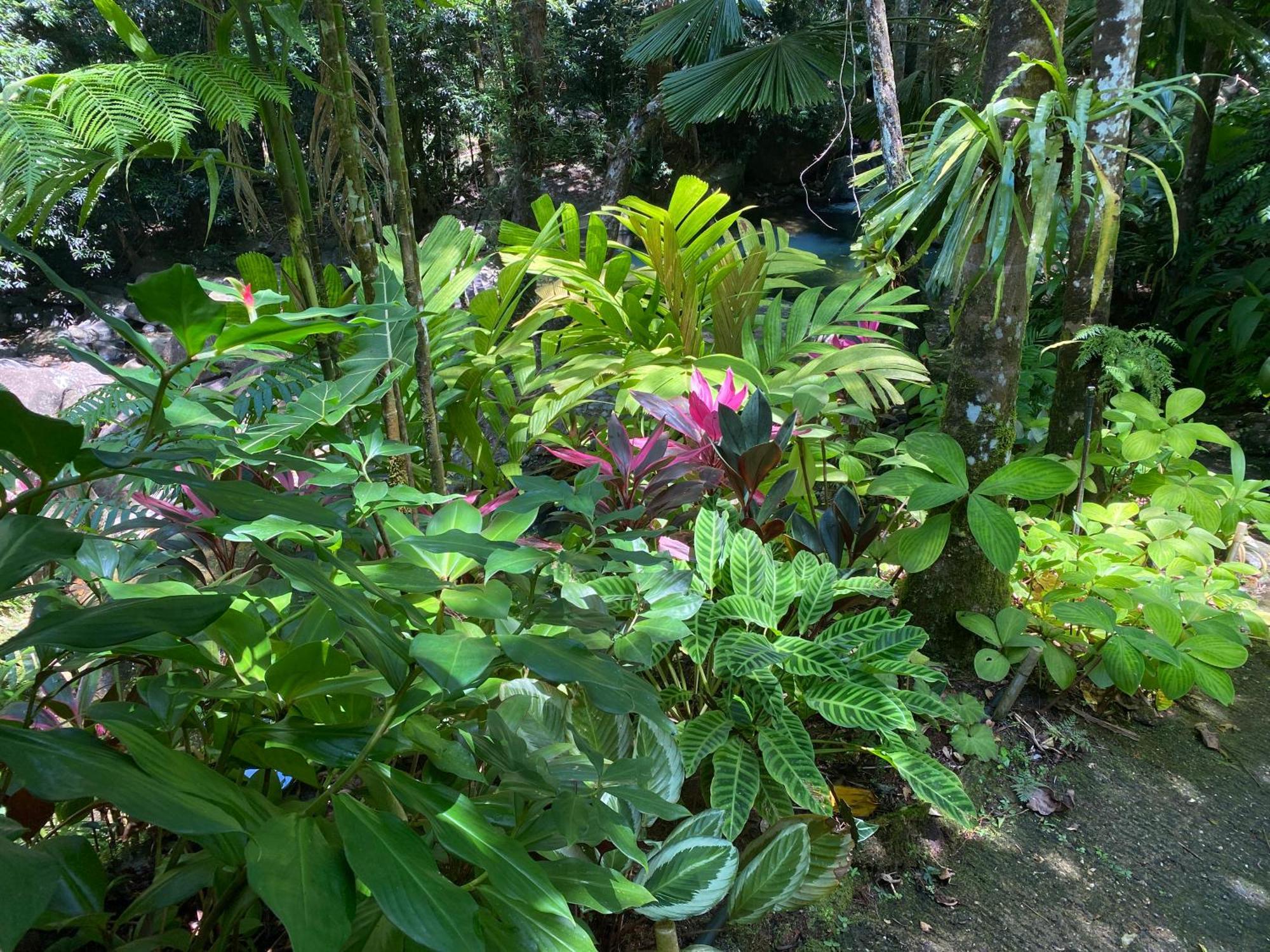 Daintree Secrets Rainforest Sanctuary Villa Diwan Exterior photo