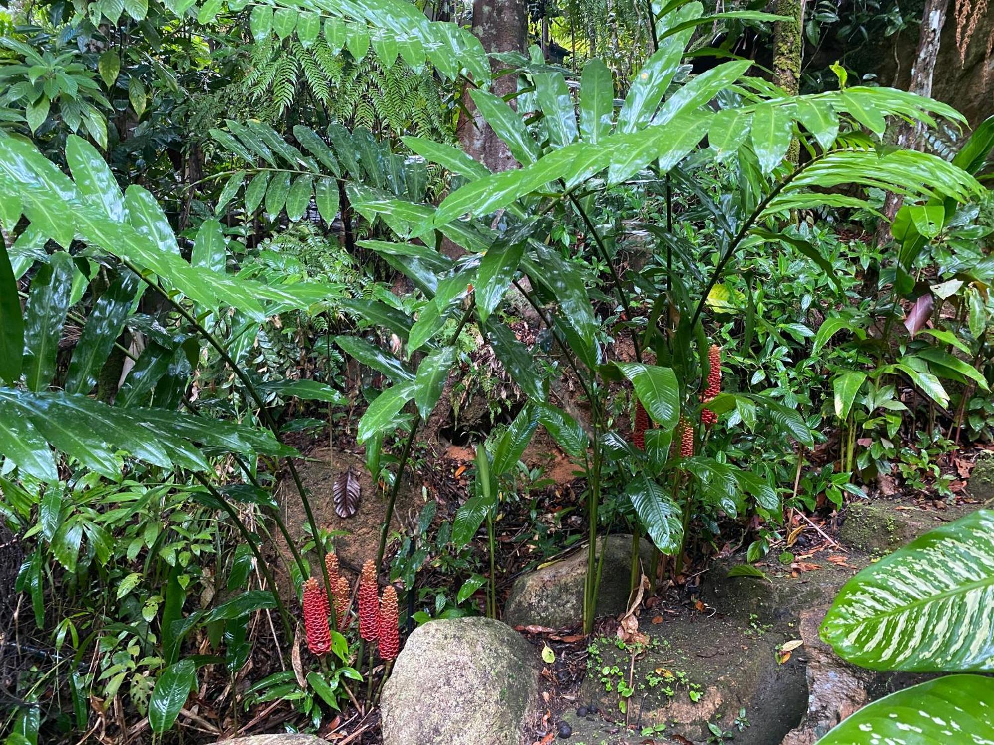 Daintree Secrets Rainforest Sanctuary Villa Diwan Exterior photo