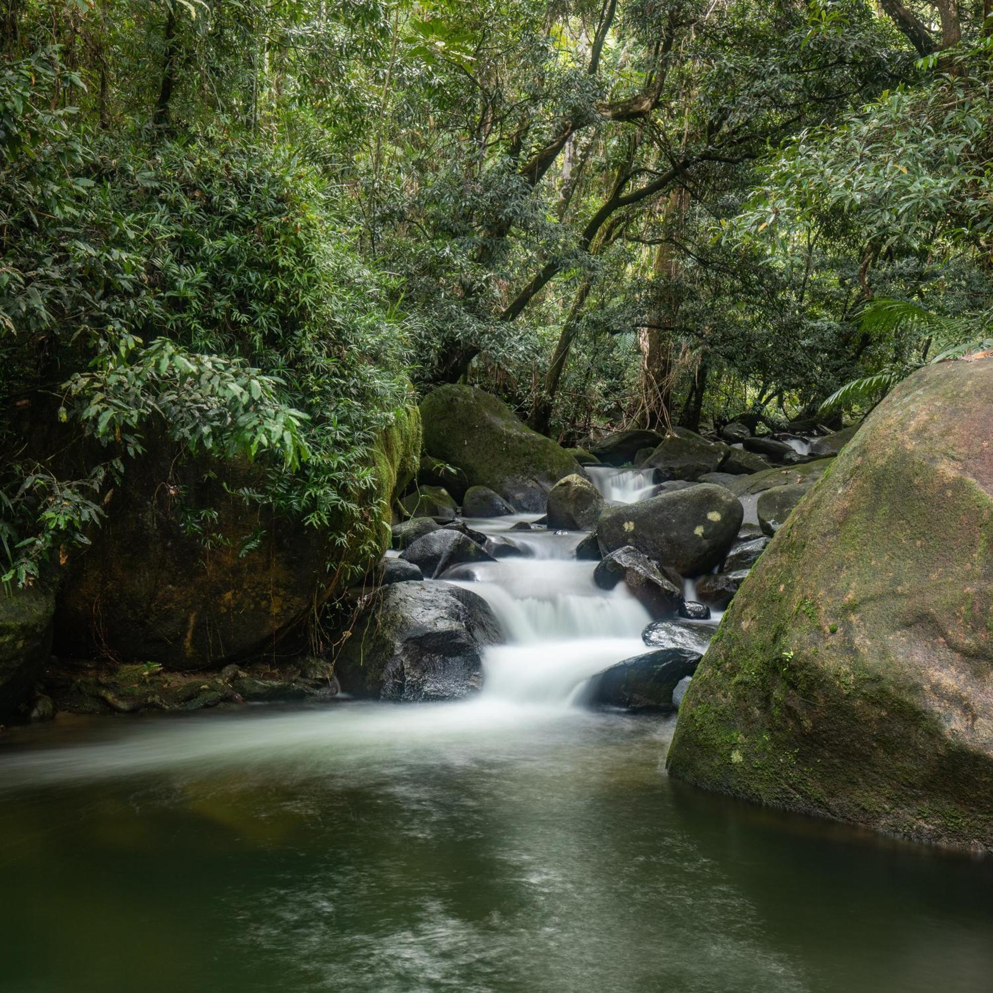 Daintree Secrets Rainforest Sanctuary Villa Diwan Exterior photo