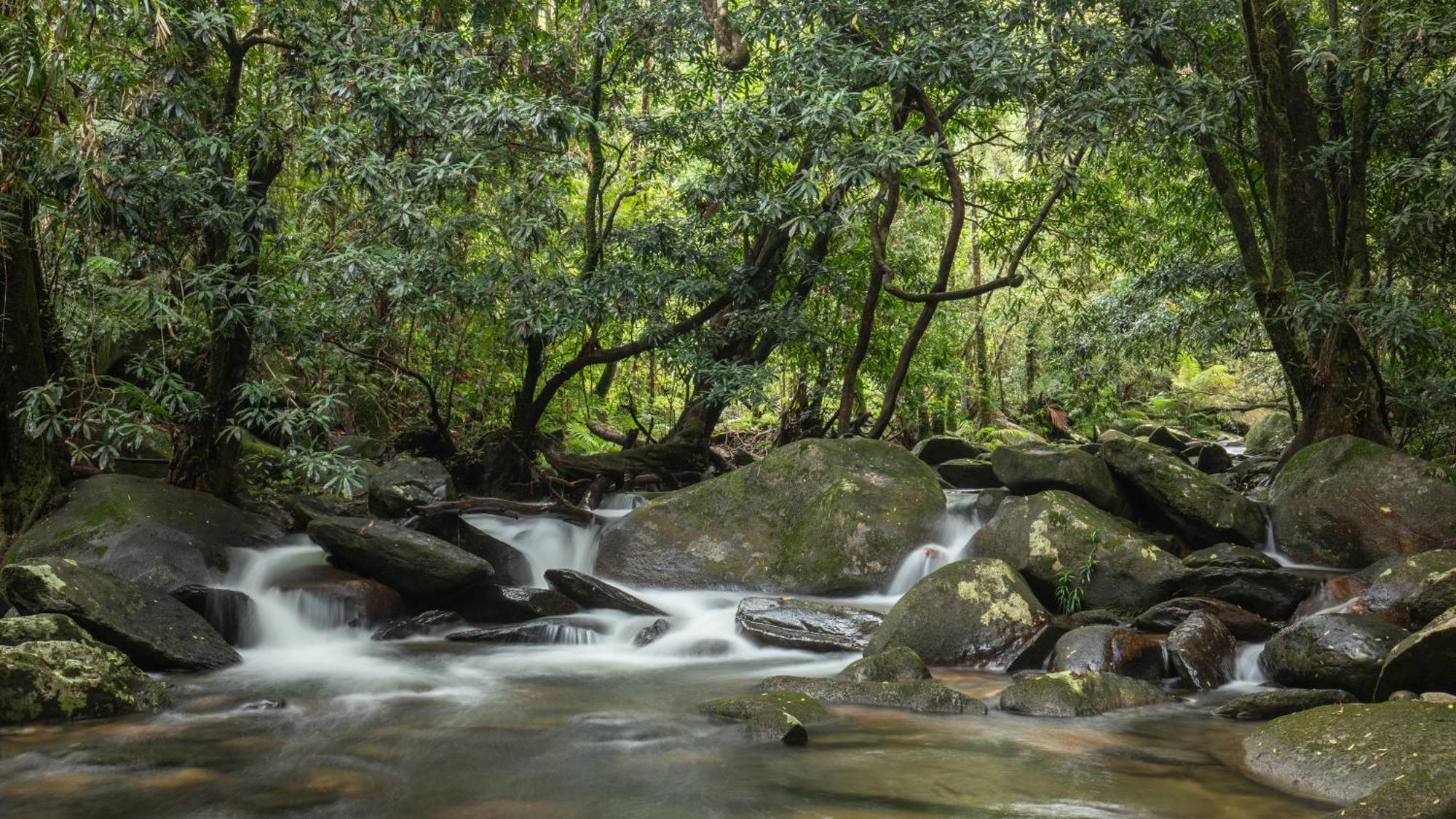 Daintree Secrets Rainforest Sanctuary Villa Diwan Exterior photo