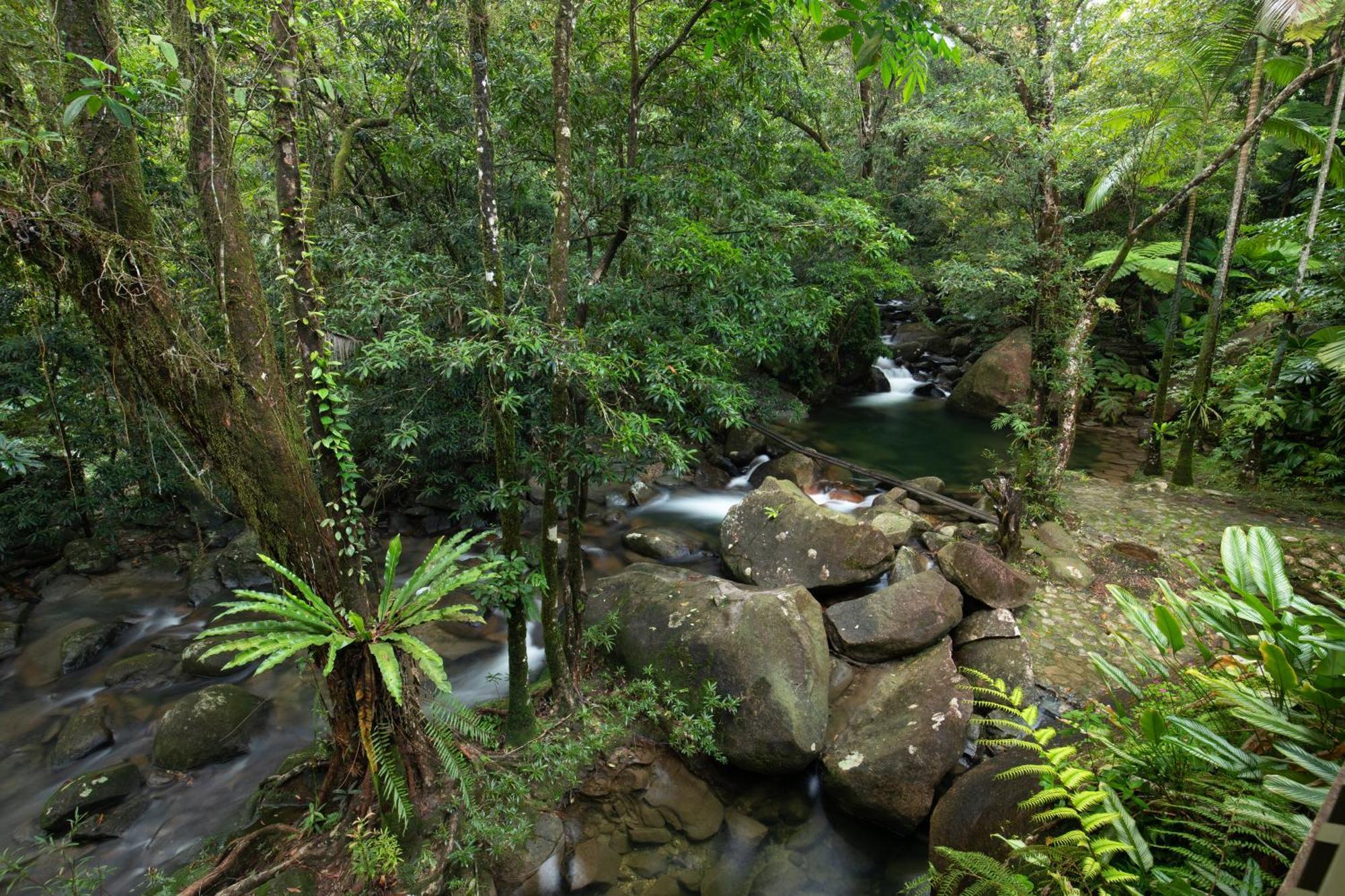 Daintree Secrets Rainforest Sanctuary Villa Diwan Exterior photo