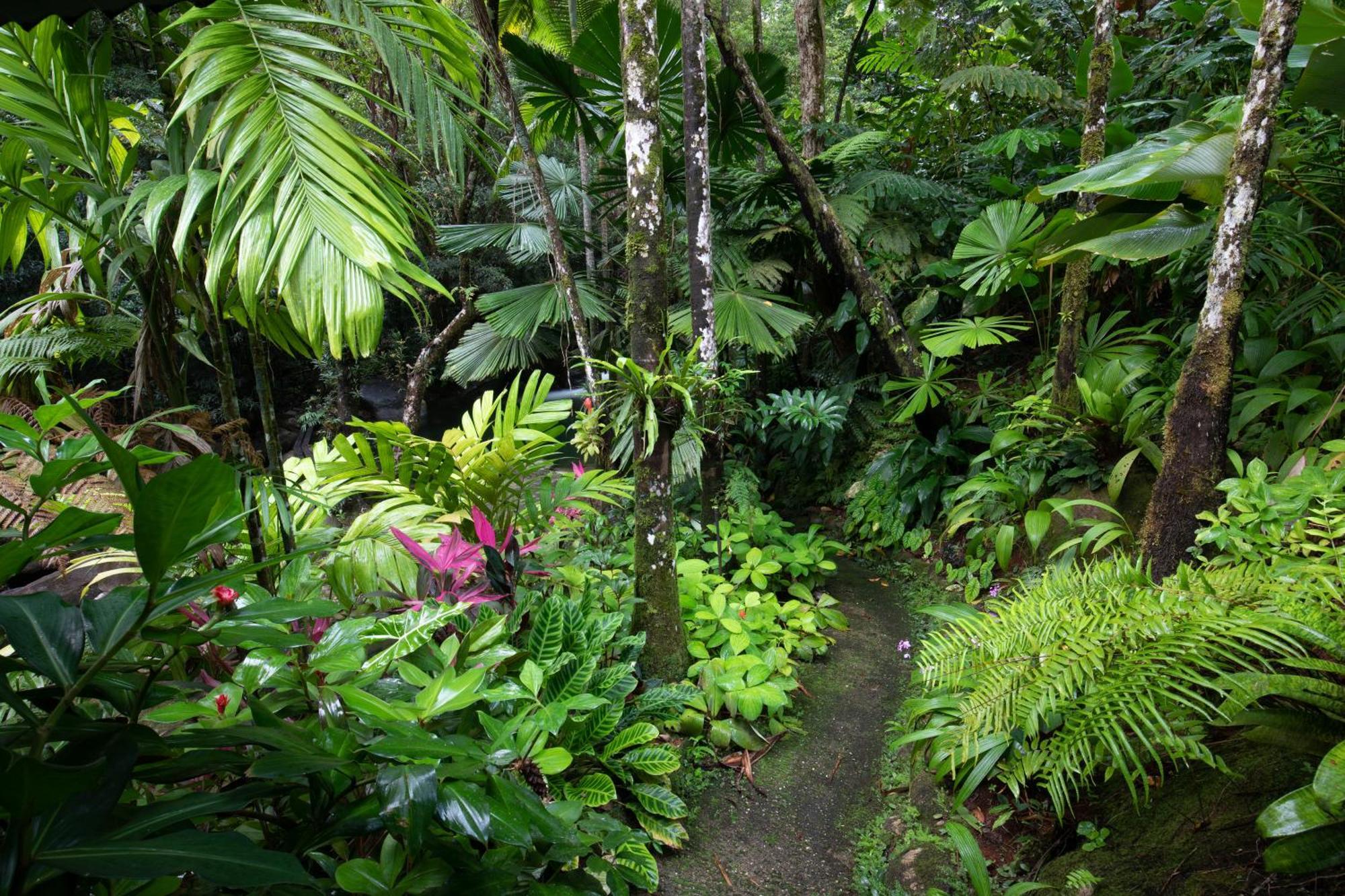 Daintree Secrets Rainforest Sanctuary Villa Diwan Exterior photo